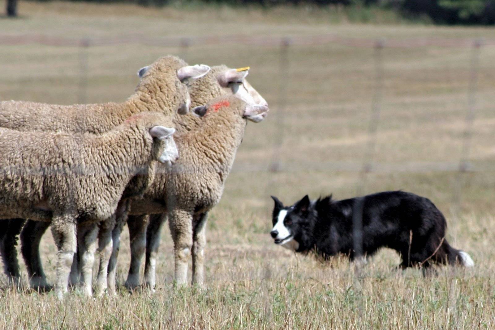 Породы собак пастушьи: названия, описания, характеристики