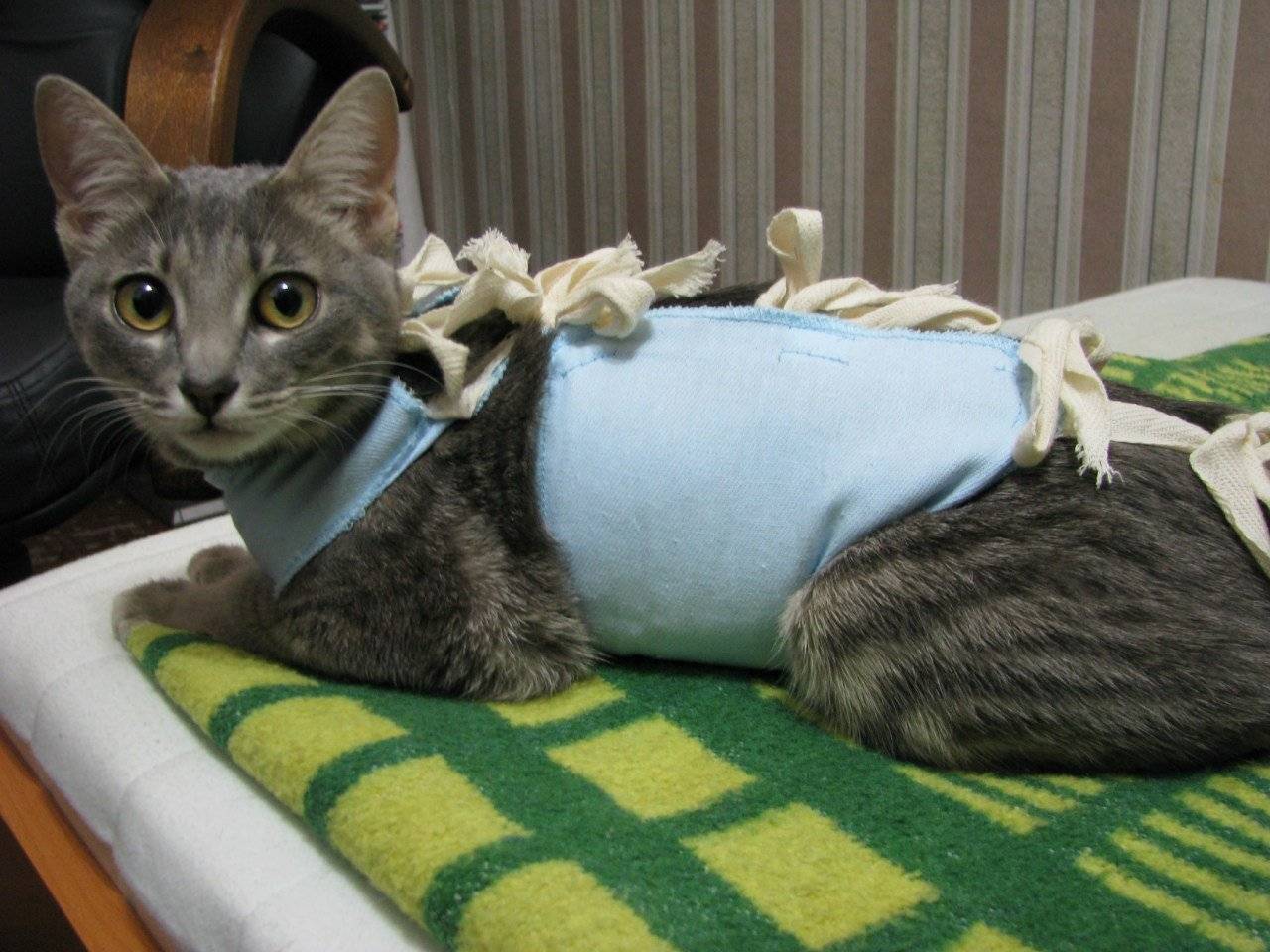 Хотят ли стерилизованные кошки кота