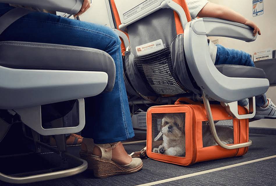 Какой должна быть переноска для кошек в самолет | сайт «мурло»