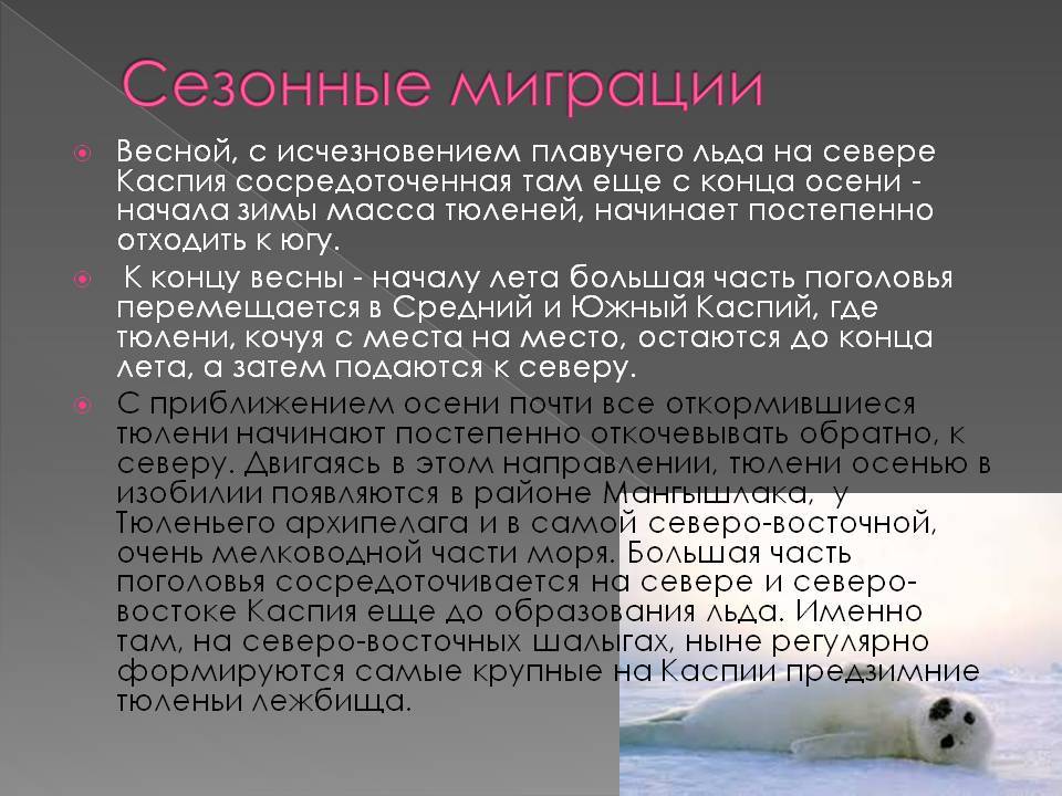 Каспийский тюлень phoca caspica