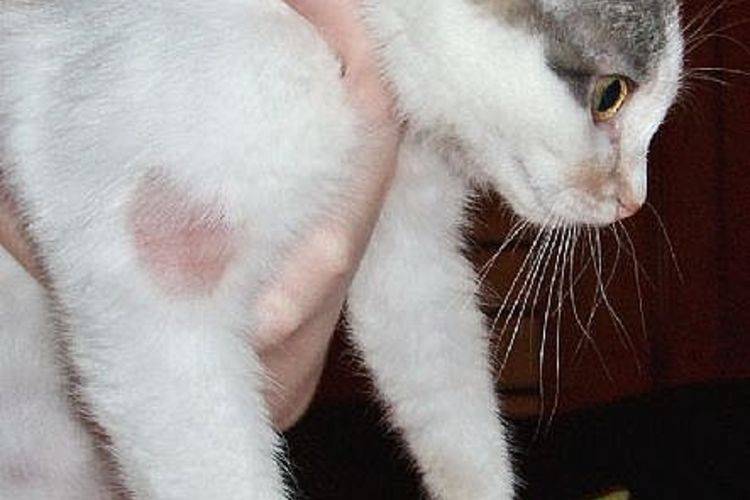 Симптомы лишая у кошки: как его определить в домашних условиях самостоятельно