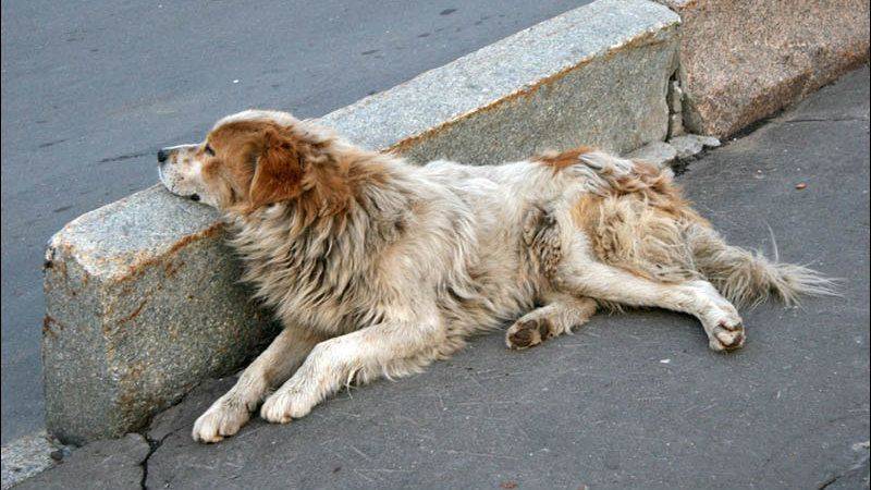 6 признаков неизбежного. поговорим о том, как собаки ведут себя перед смертью | ваши питомцы