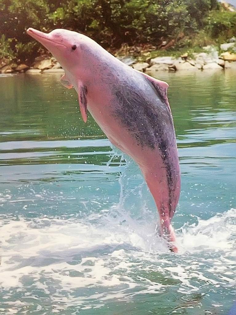 Розовые дельфины – еще одна неразгаданная тайна планеты