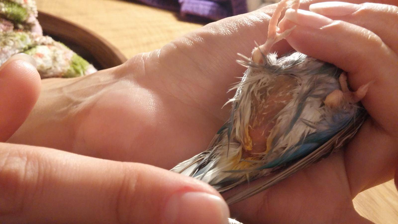 Липома у волнистого попугая: лечение | наши птички