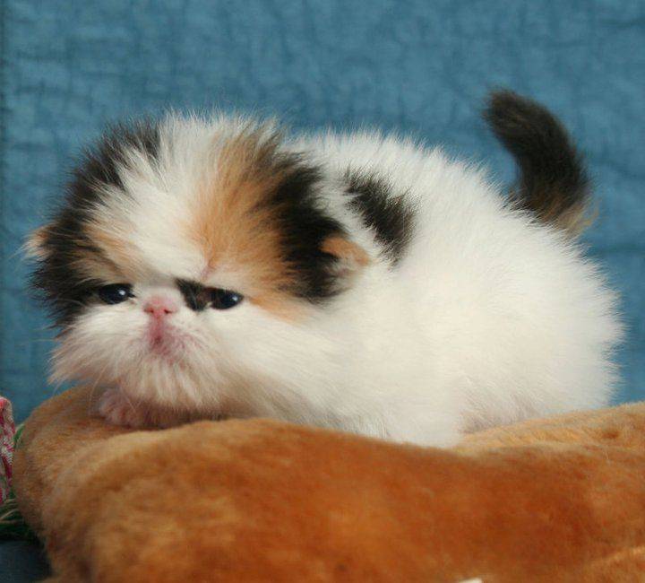 Самая маленькая порода кошек в мире топ-10 (с фотографиями) - kisa.su
