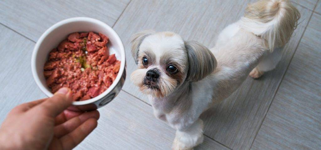 Вареные собаки. Какие вкусняшки можно давать собаке маленькой породы. Lmao my Dog hungry. Можно ли собаке сердце свиное. Алиса можно ли собакам давать Гурме.