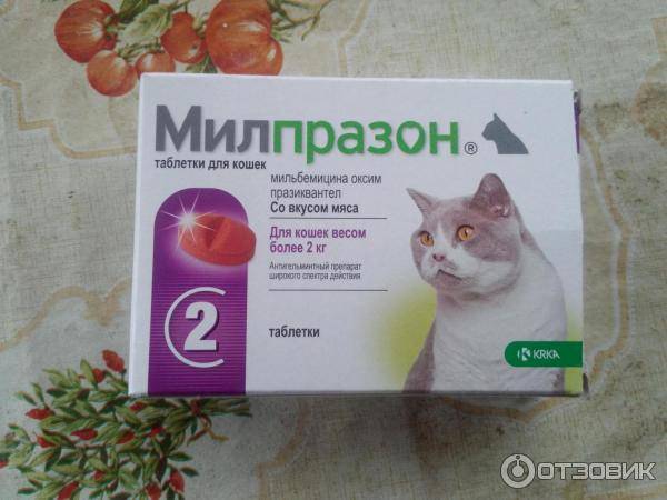 Обезболивающее для кошек — обзор препаратов, виды анальгетиков
