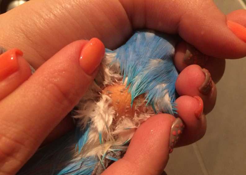 Липома у волнистого попугая лечение: саркомин для попугаев