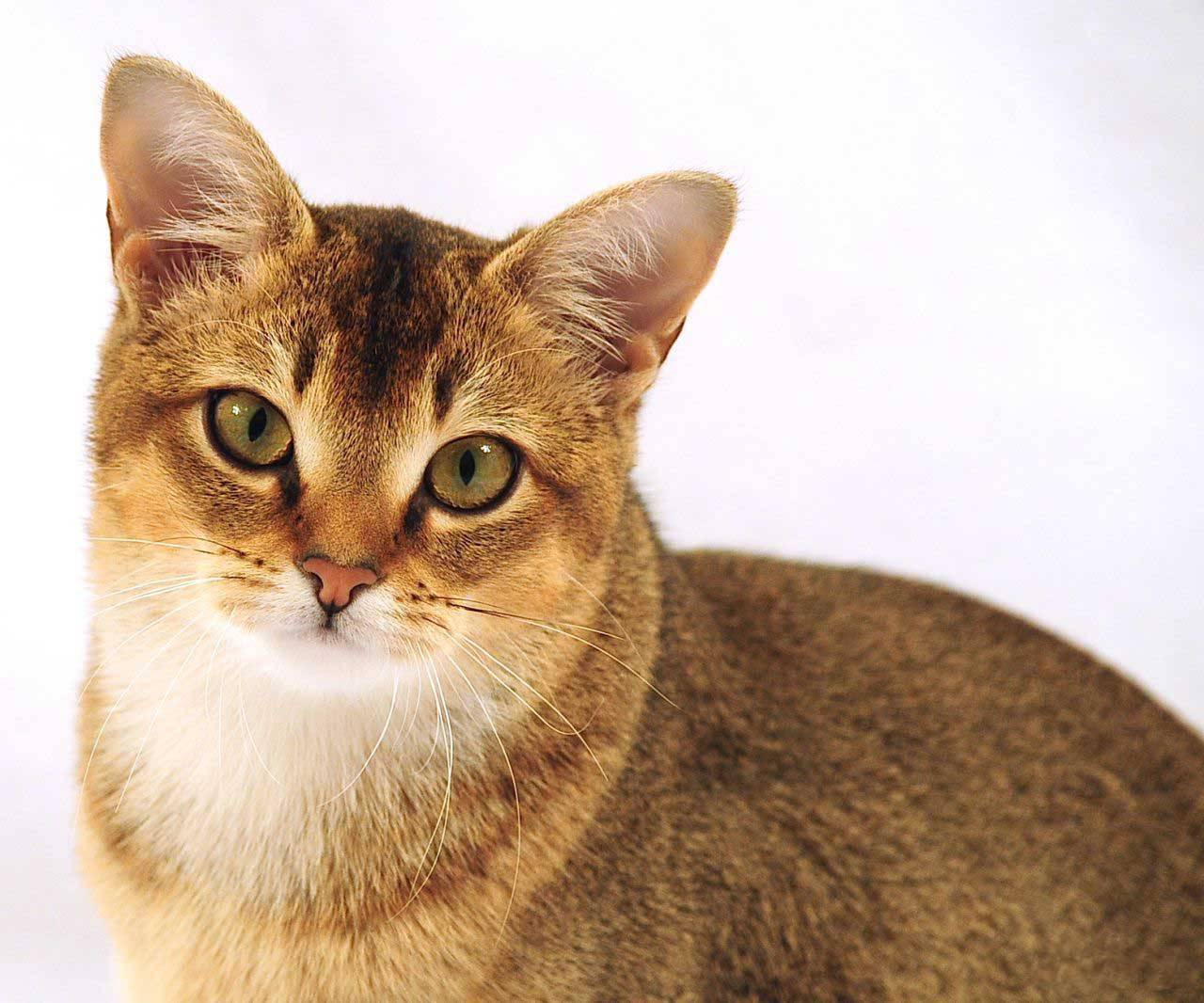 Чаузи: описание породы кошек с фото — pet-mir.ru