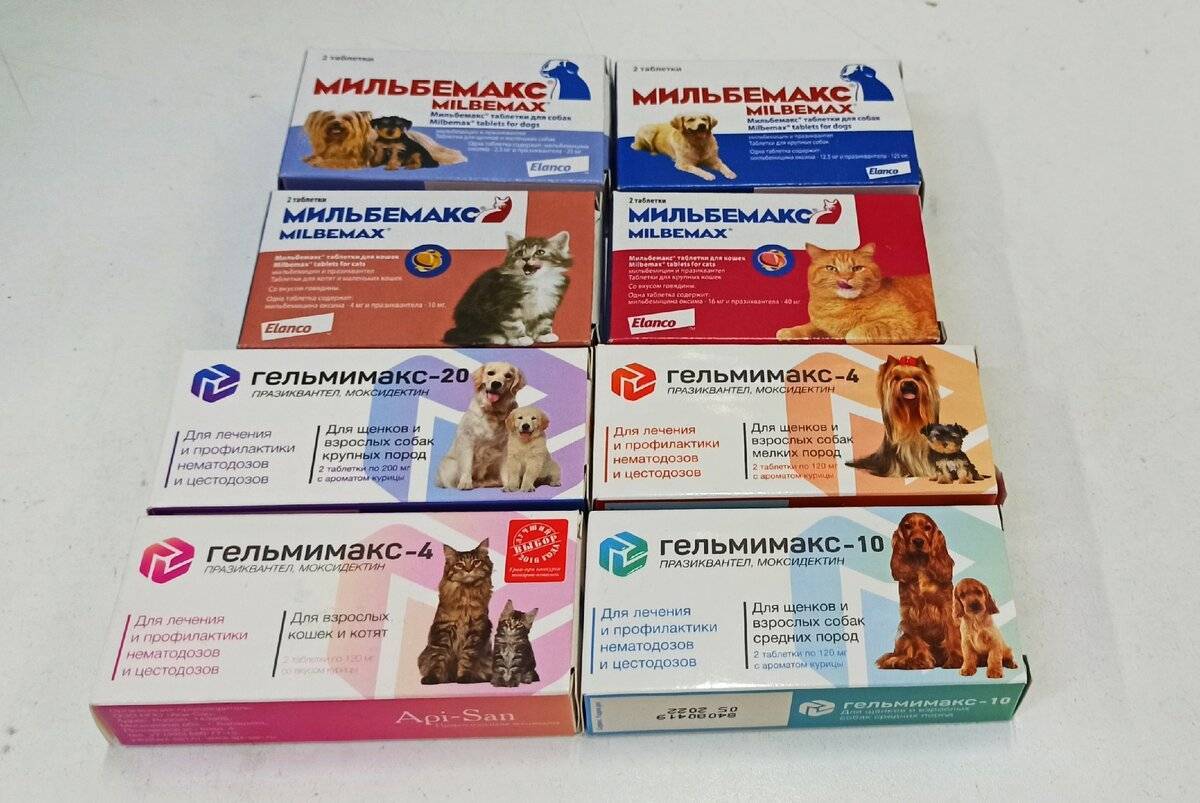 Глистогонные препараты для кошек - 5 видов средств