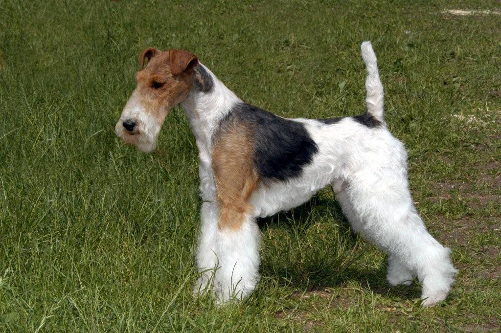 Фокстерьер: фото собаки, описание породы, внешний вид, характер
