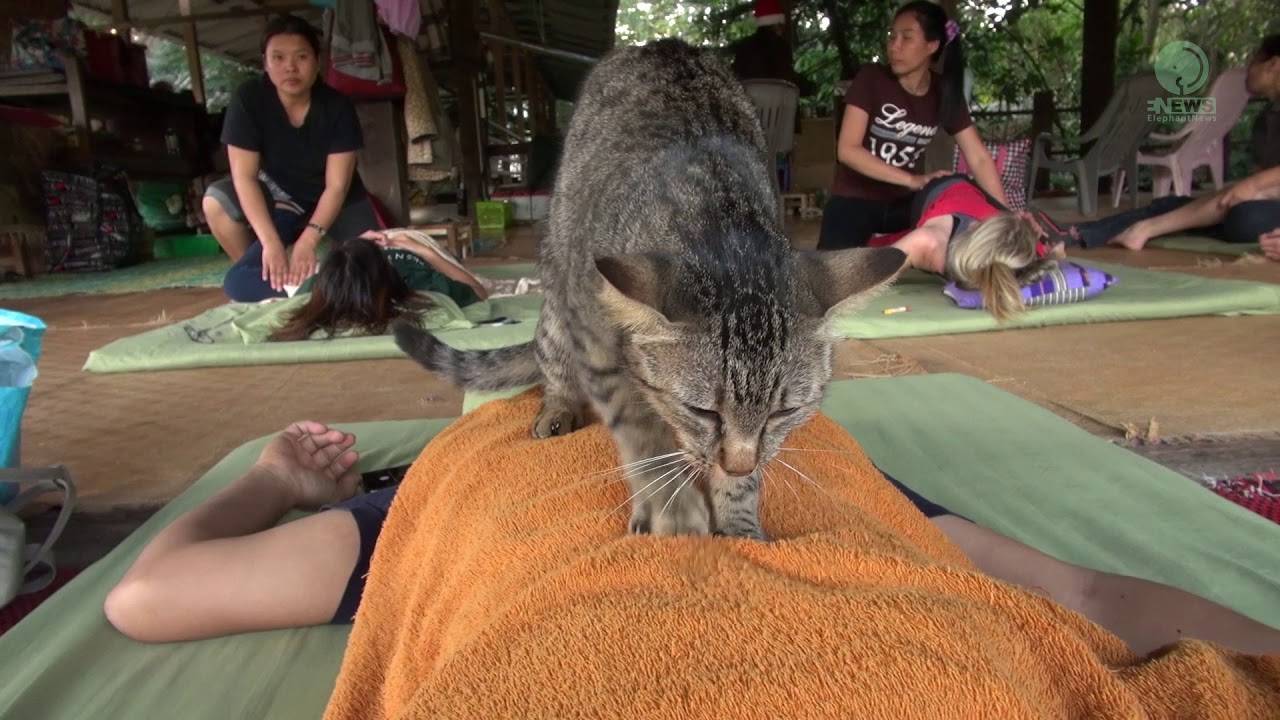 4 причины почему кошка делает массаж лапками