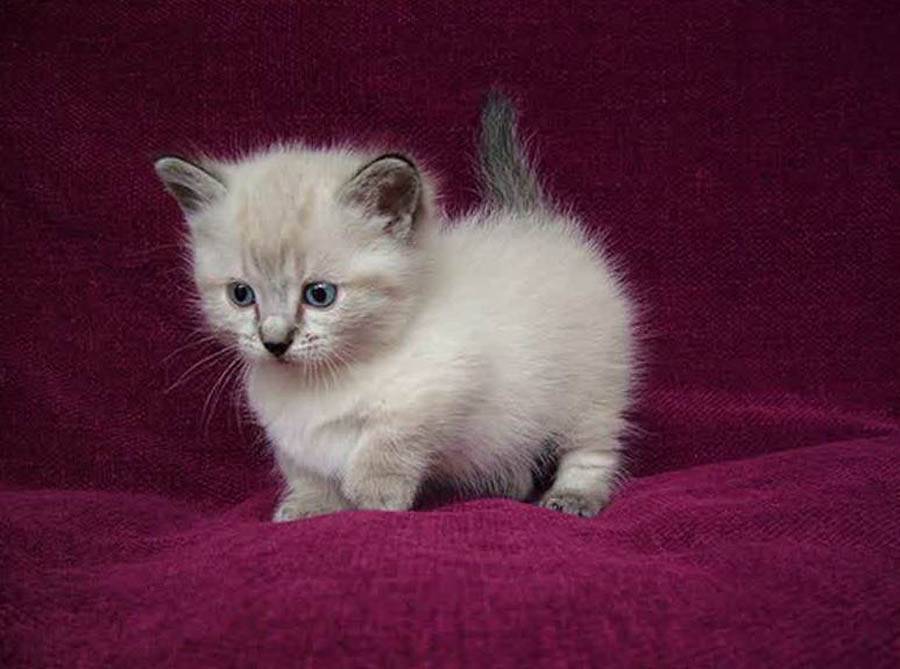 Самые маленькие породы кошек в мире с фотографиями и названиями »