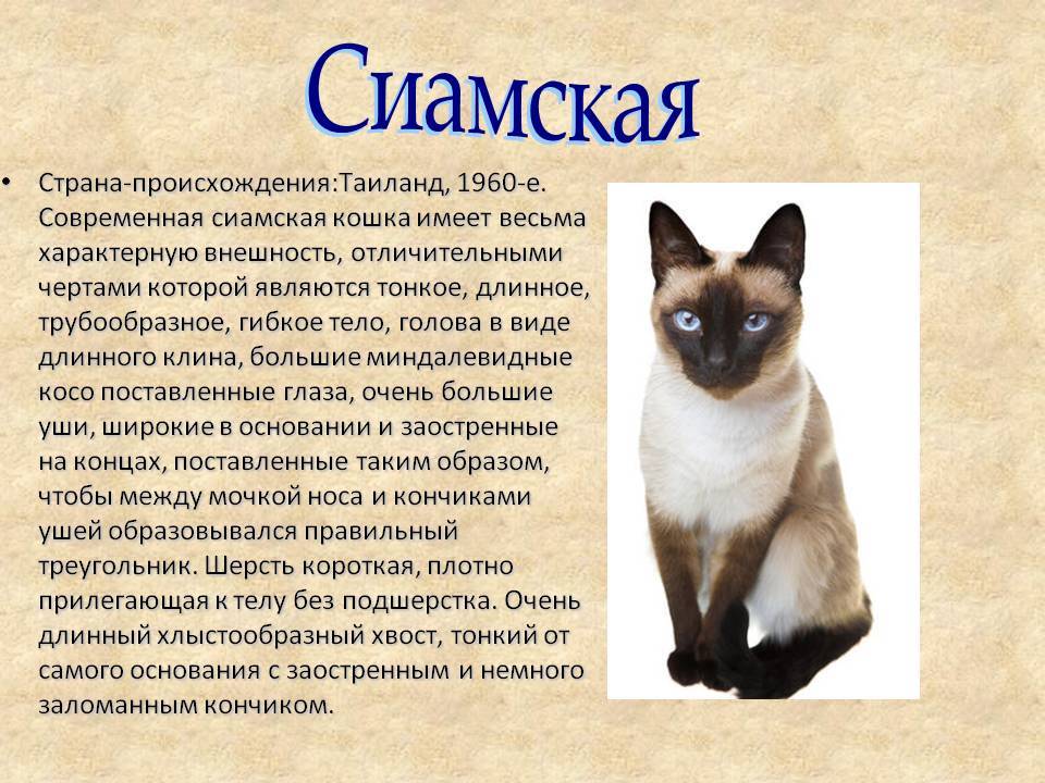 Сиамская и тайская кошка: отличия и сходные признаки пород