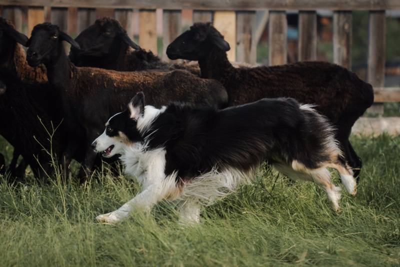 Пастушьи и скотогонные собаки: описания, виды, характеристики, особенности