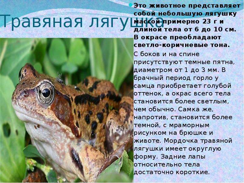 Лягушки и жабы — обладатели уникального для позвоночных цветового зрения