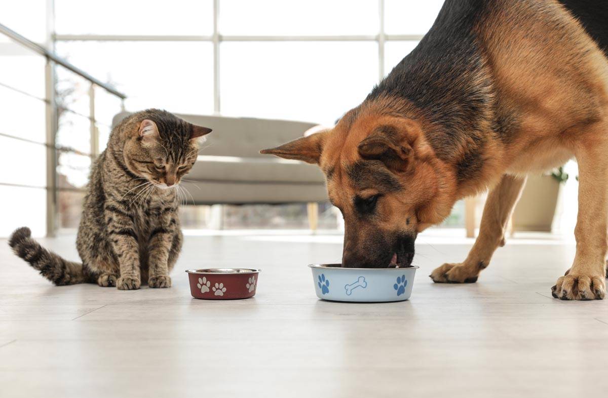 Можно ли давать кошкам собачий сухой корм или нет?