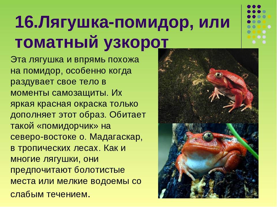 Самые интересные факты о земноводных: особенности и описание :: syl.ru