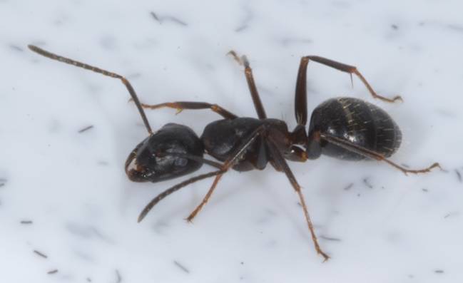 Camponotus saxatilis — дизайнерский муравей