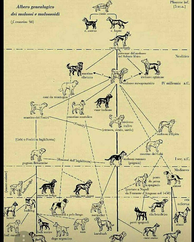 Происхождение и 40 миллионов лет эволюции собак