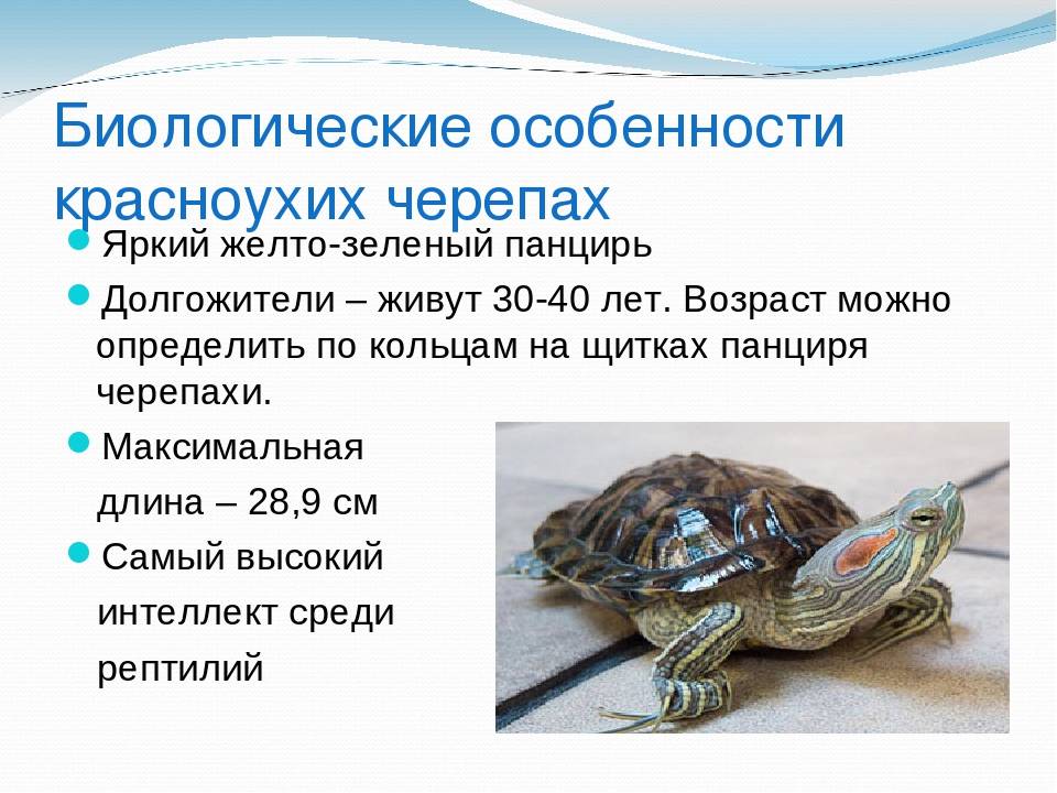 Красноухая черепаха не открывает глаза: причины и что делать