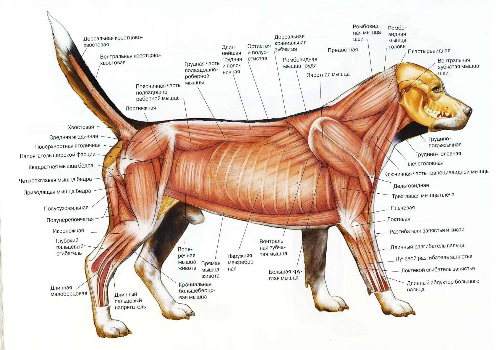 ᐉ анатомия собаки: скелет и внутреннее строение мышц, костей и органов - kcc-zoo.ru