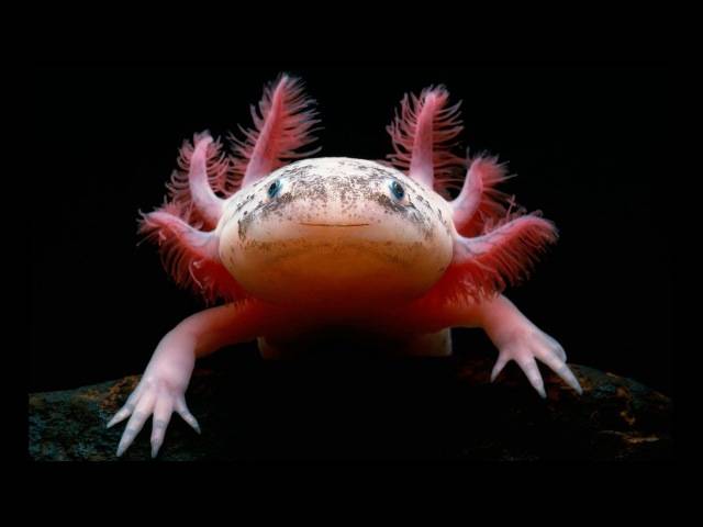 Аксолотль (axolotl): фото, содержание в домашних условиях