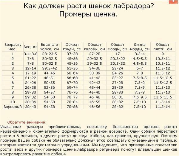 ᐉ лабрадор вес и рост взрослой собаки - zoomanji.ru