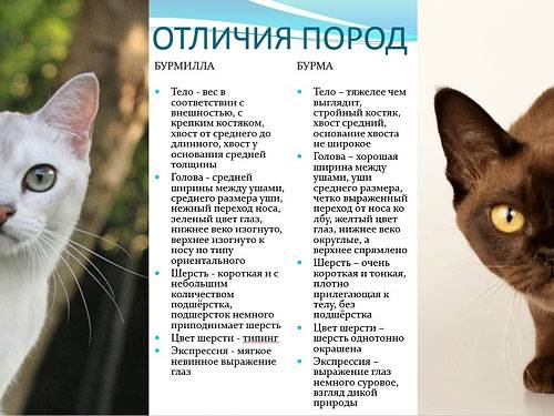 Бурмилла: фото кошки, описание породы, окрасы, характер и поведения