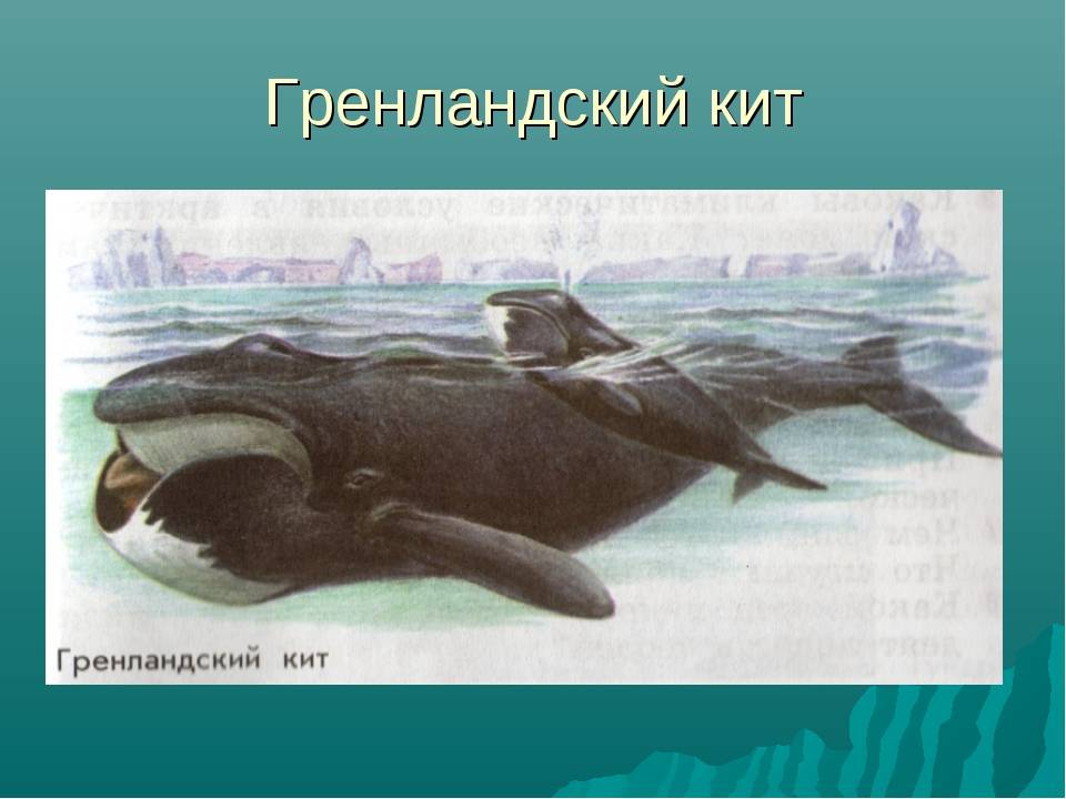 Описание гренландского кита из красной книги