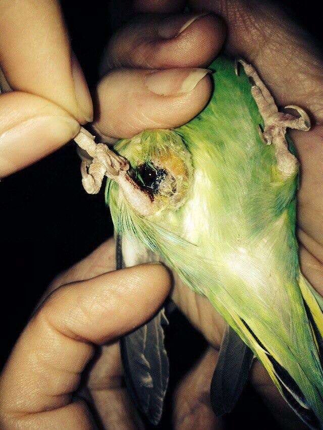 Как отучить кусаться волнистого попугая