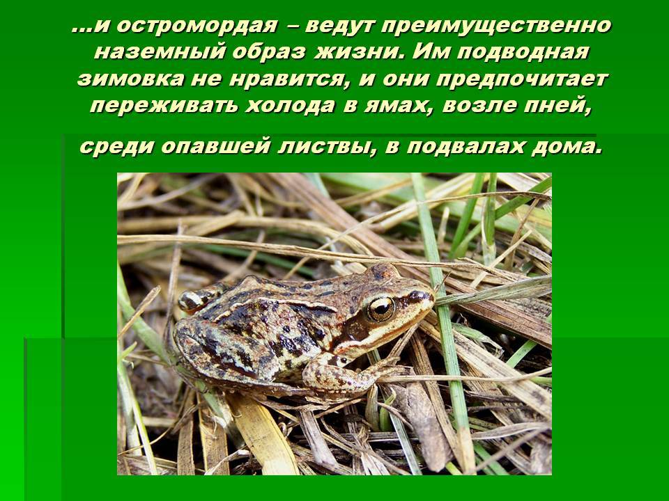 Где обитает травянистая лягушка - oozoo.ru