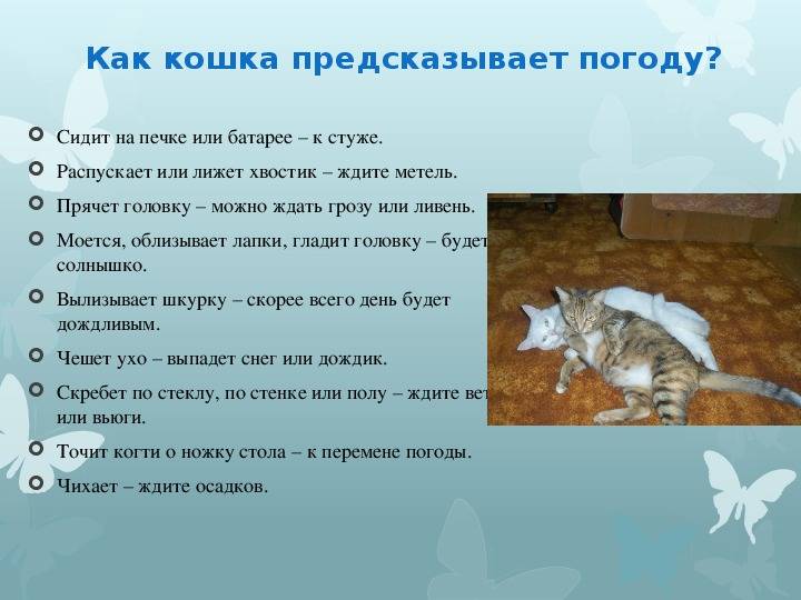 Кошка сильно линяет: что делать, почему сильно линяет летом, постоянно, круглый год, что сделать, чтобы не линяла, когда должна линять - блог о животных - zoo-pet.ru
