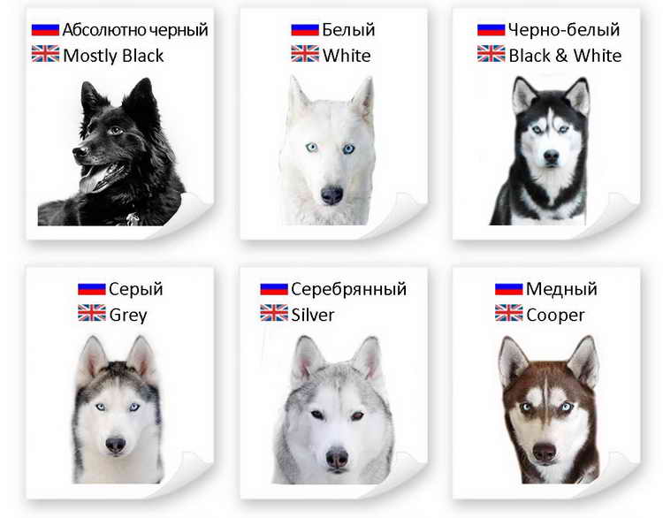 Сибирский хаски (60 фото): описание породы, характер и уход