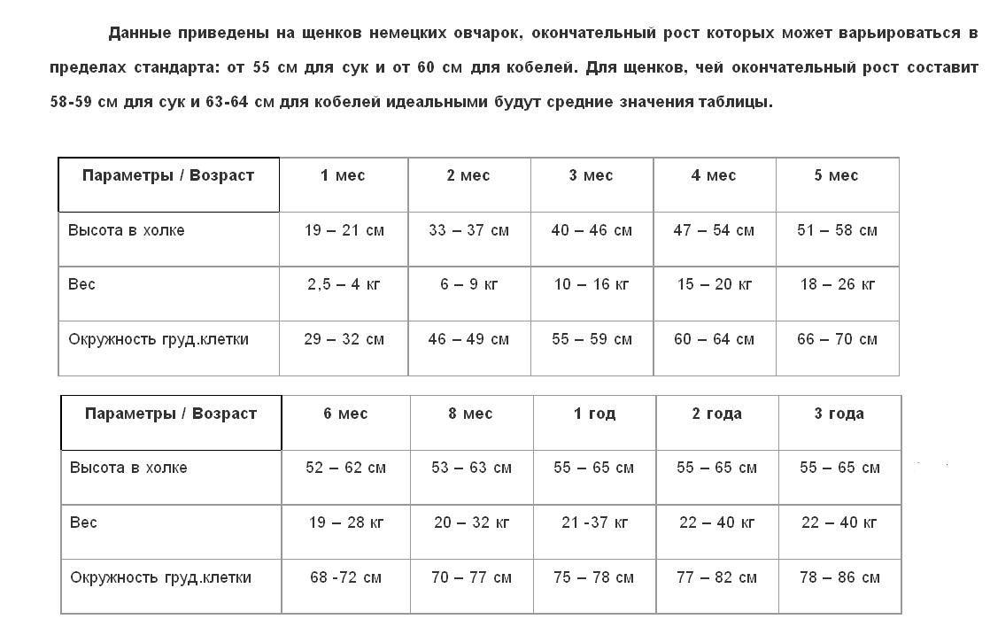 Вес щенков немецкой овчарки по месяцам, таблица - фото щенков по месяцам с 1 по 12. - petstime.ru