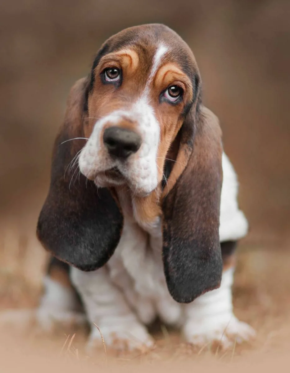 Собаки с висячими ушами: названия, внешний вид, характер