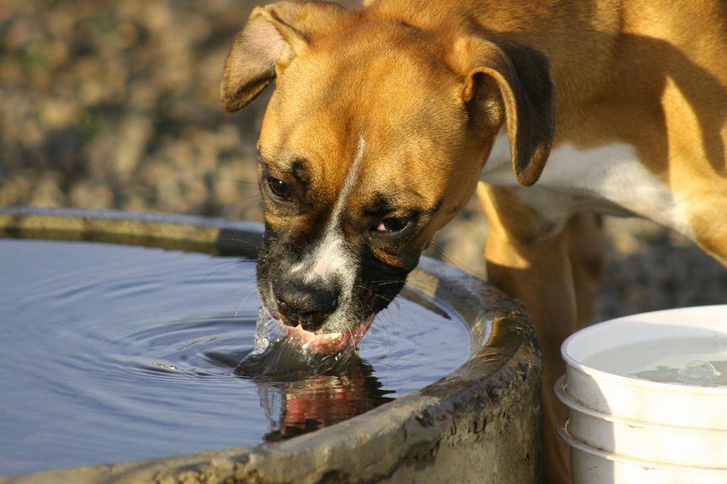 Почему собака мало пьет воды: на натуральном питании, обучение щенка пить из миски