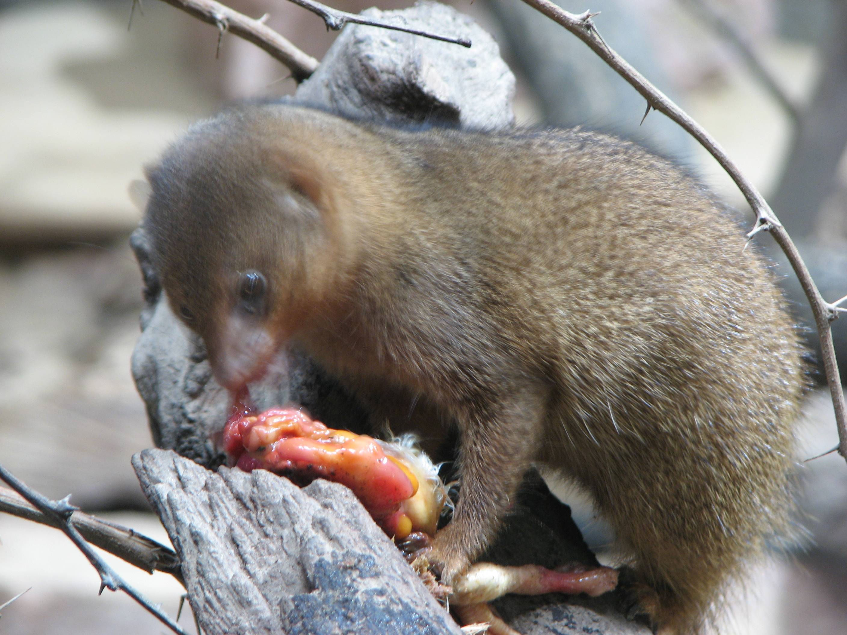 Животное мангуст: фото и описание, питание и ареал обитания