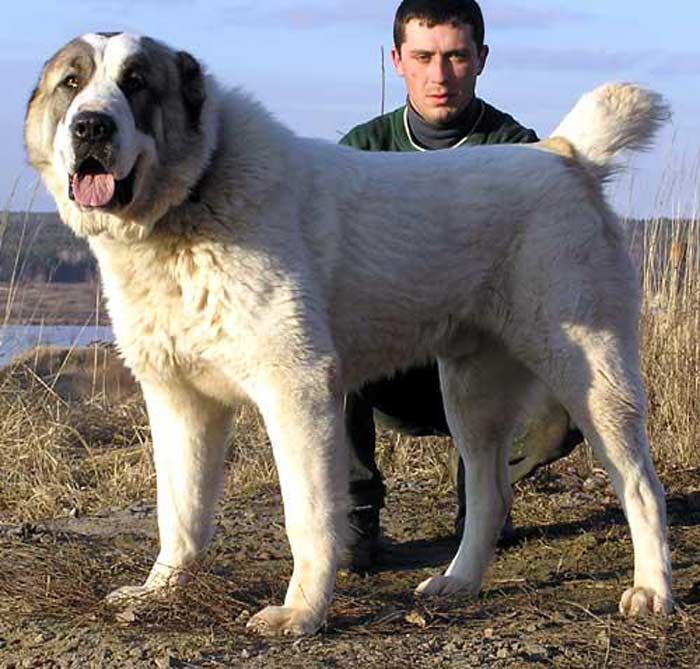 Какие существуют собаки волкодавы: описание русских, немецких и азиатских пород