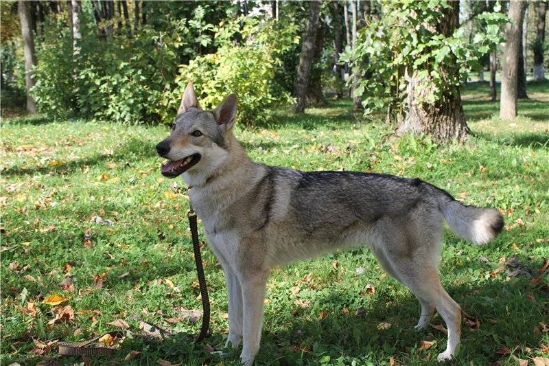 Волкособ: общая характеристика, описание гибридных пород собаки и волка
