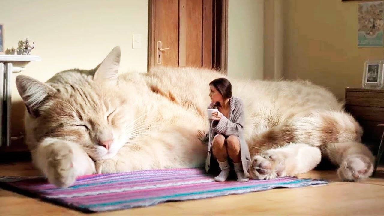 5 вещей, которых больше всего боятся домашние кошки - gafki.ru