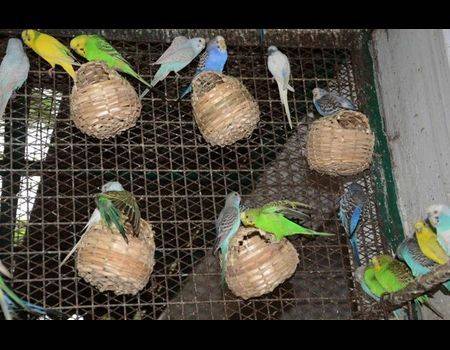 Разведение волнистых попугаев: как спариваются и размножаются птицы в домашних условиях