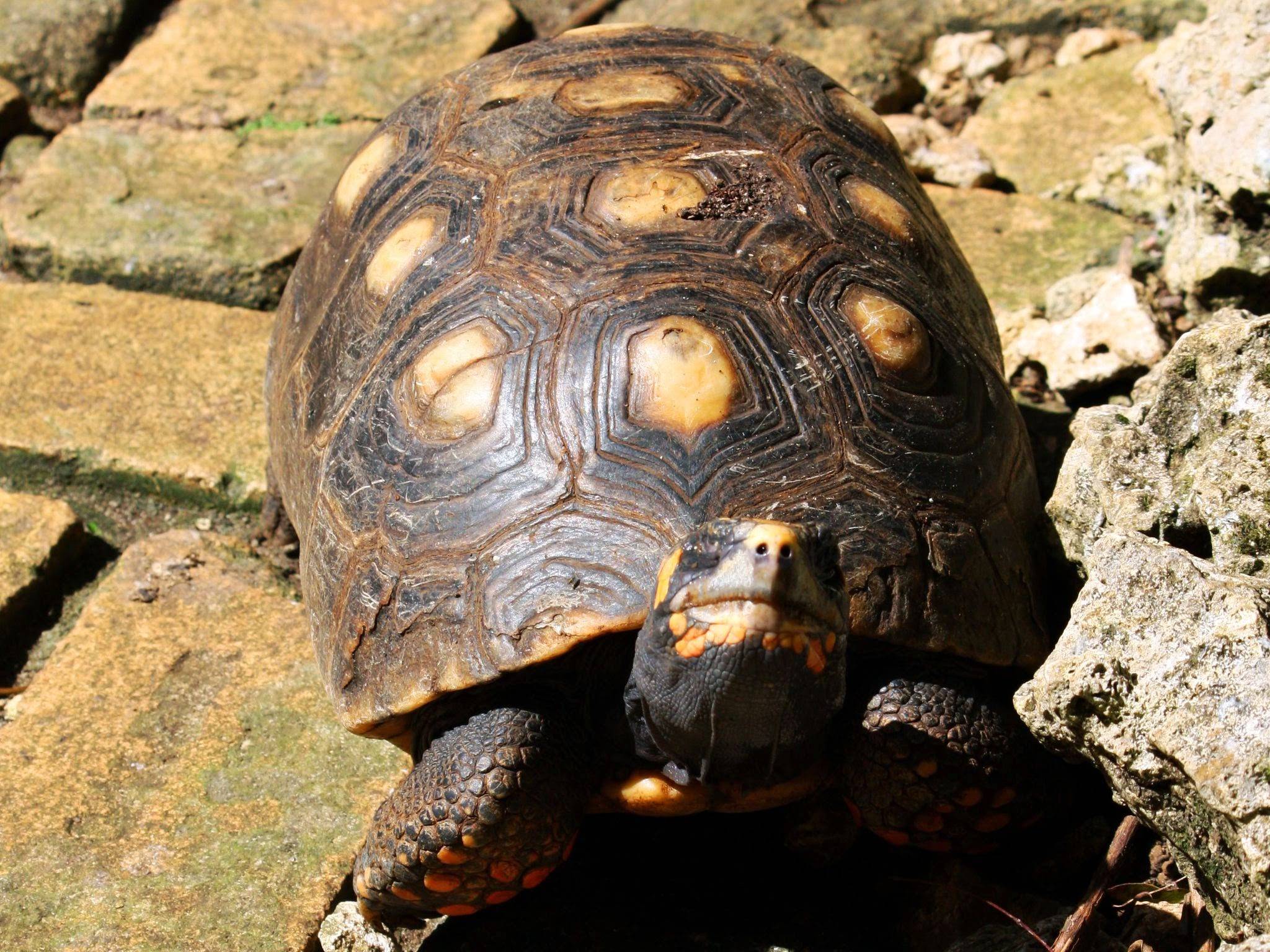 Сколько живут сухопутные черепахи домашних условиях
