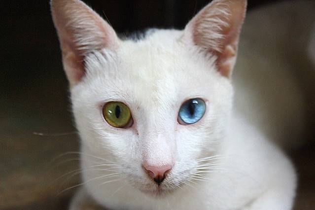 Кошки с разными глазами: породы разноглазых котов, причина гетерохромии