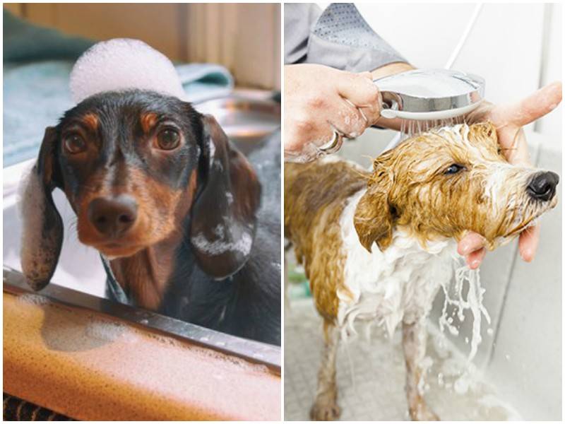 Можно ли мыть собаку обычным шампунем для волос? 10 популярных вопросов о купании собак и ответы на них