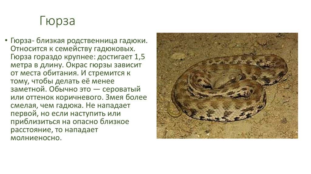 Гюрза - самая ядовитая змея в россии ???? фото, описание, ареал, враги ✔