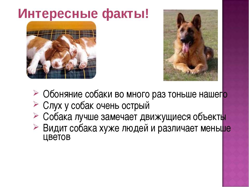 Интересные факты о собаках и щенках. — обсуждение в группе "собаки" | птичка.ру