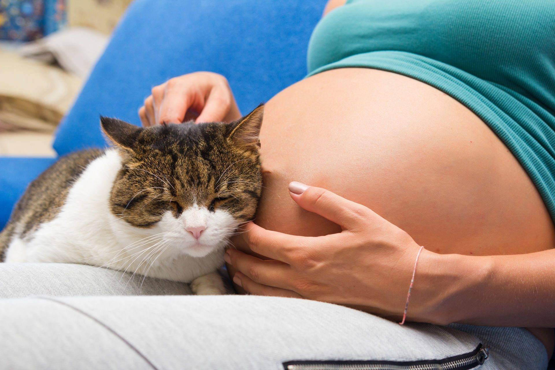 Опасны ли для беременных кошки, почему во время беременности нельзя их гладить и убирать кошачий туалет: правда и мифы
