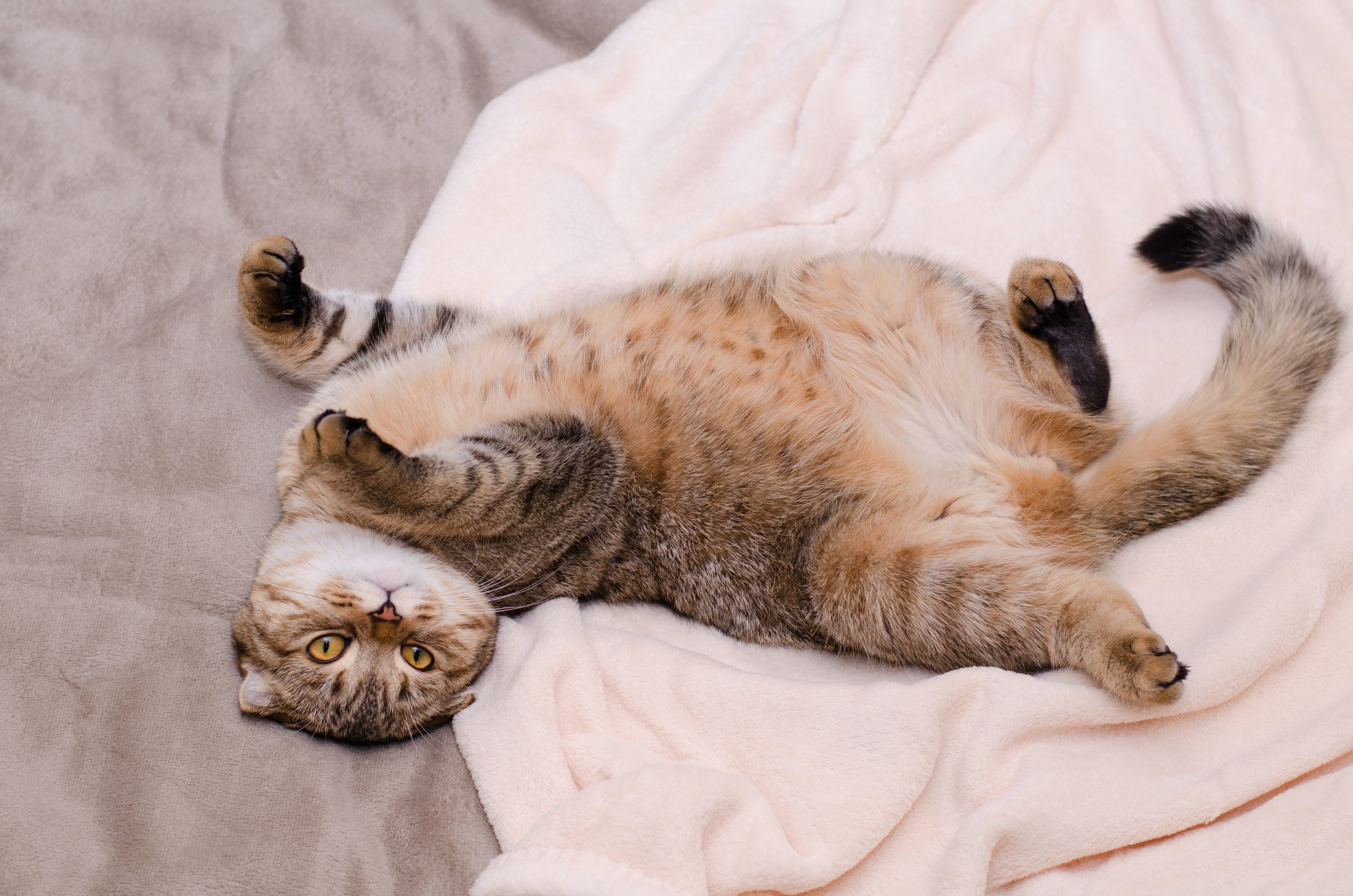 5 причин, почему кошки лежат на спине - что нужно знать