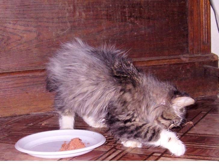 Почему кошка закапывает еду и скребет лапой рядом с ней